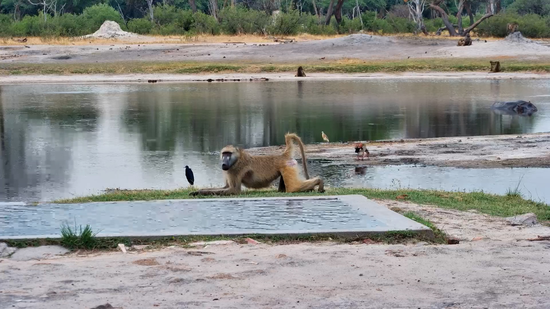 Chacma Baboons Chill by the Waterhole