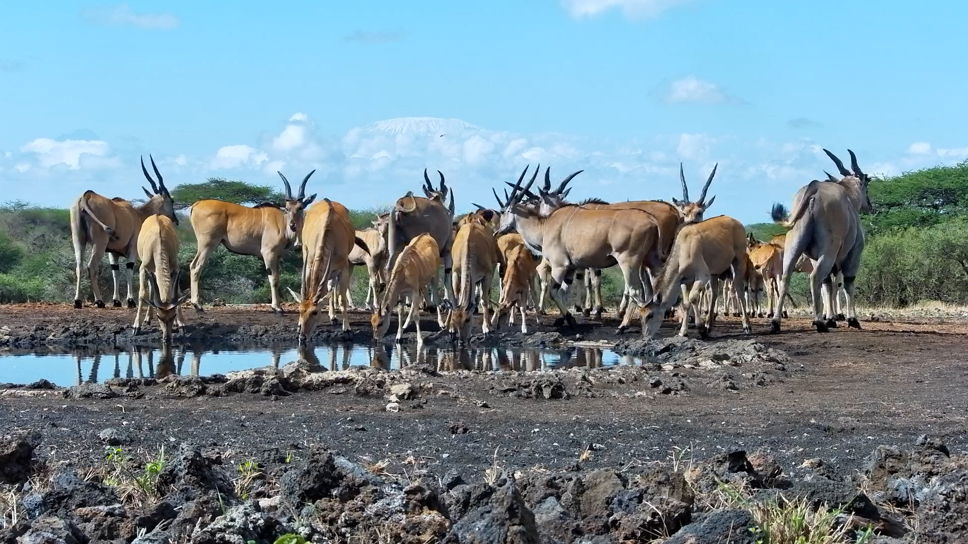 Eland Rush Hour | A Big Herd Gathers at the Waterhole