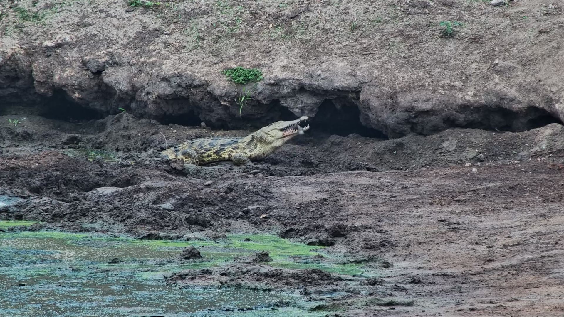 Crocodile Snaps Up a Fish
