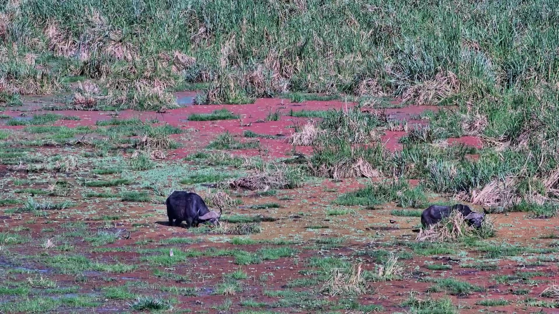Buffalo Wading and Grazing at Finch Hatton