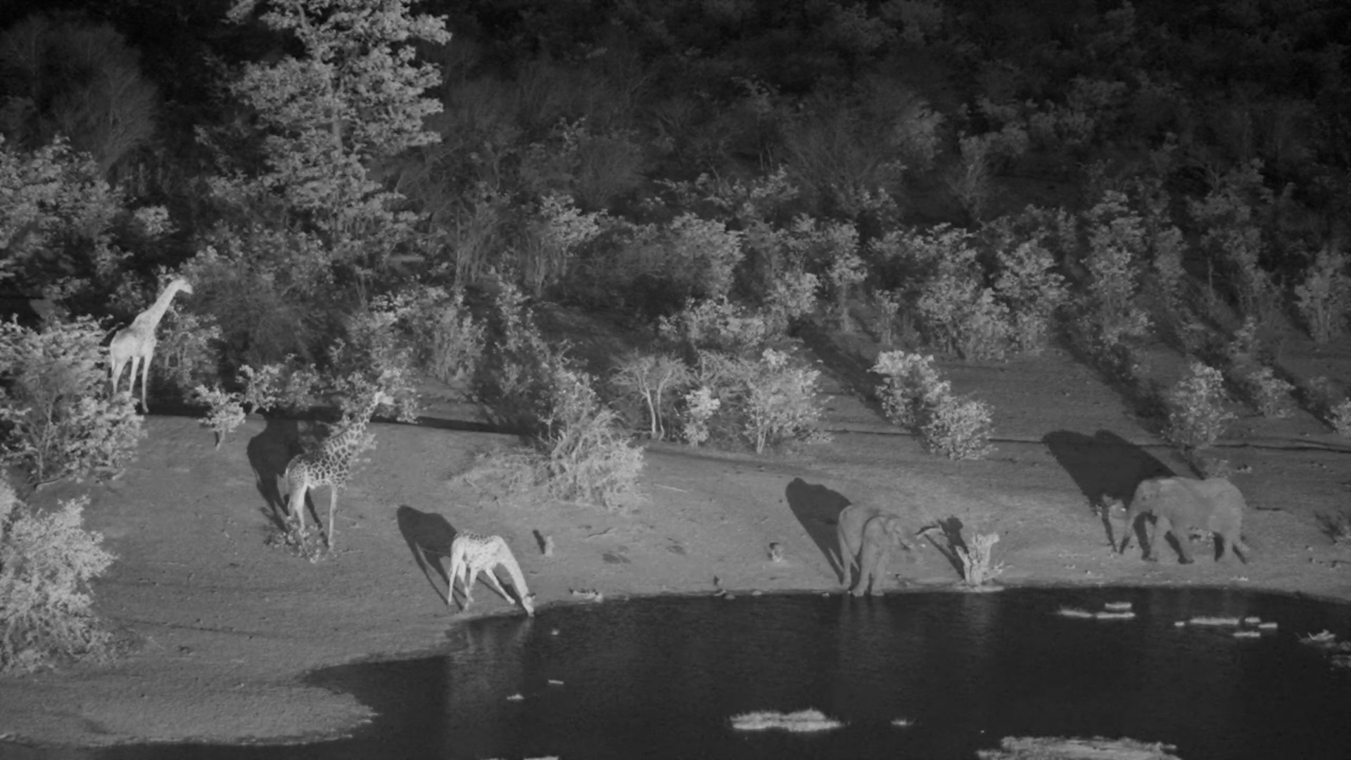 Giraffe and Elephant at the Waterhole
