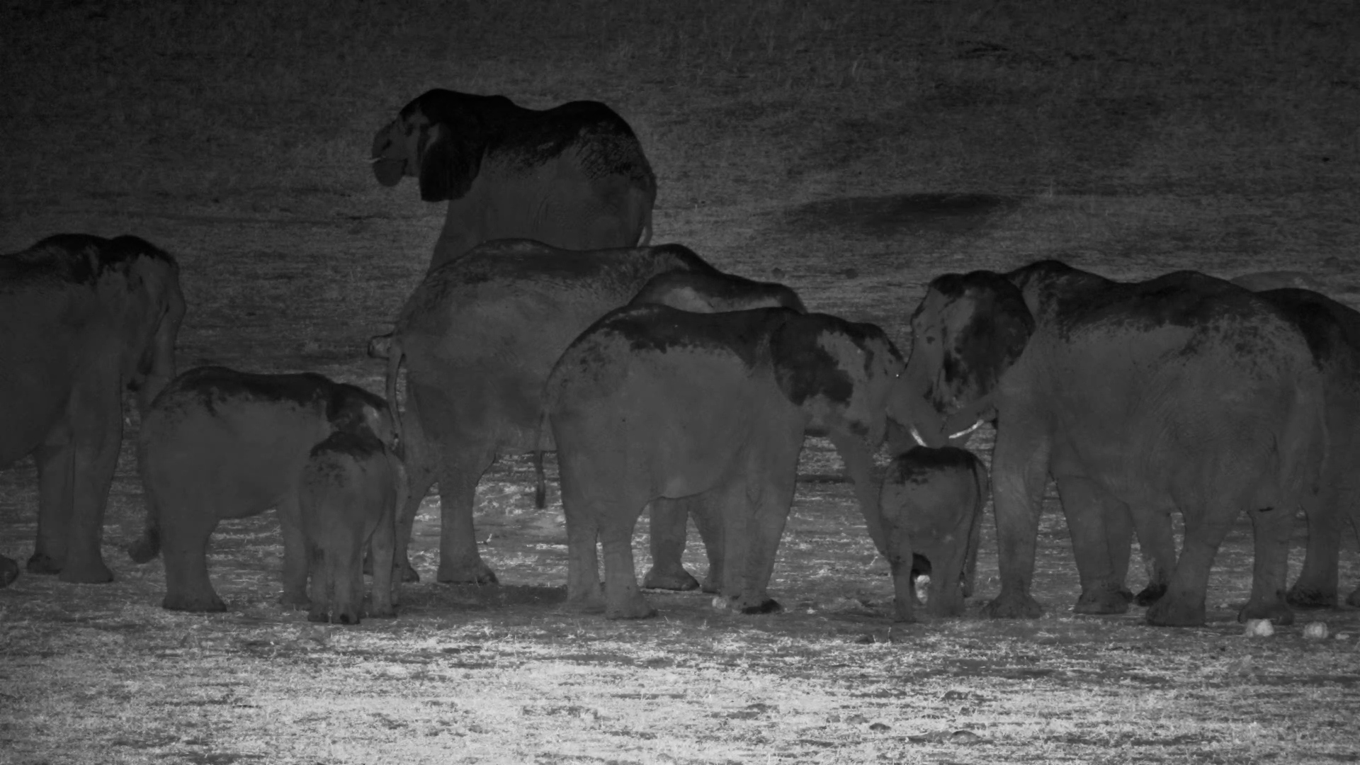 Elephants Hang Out Under the Stars