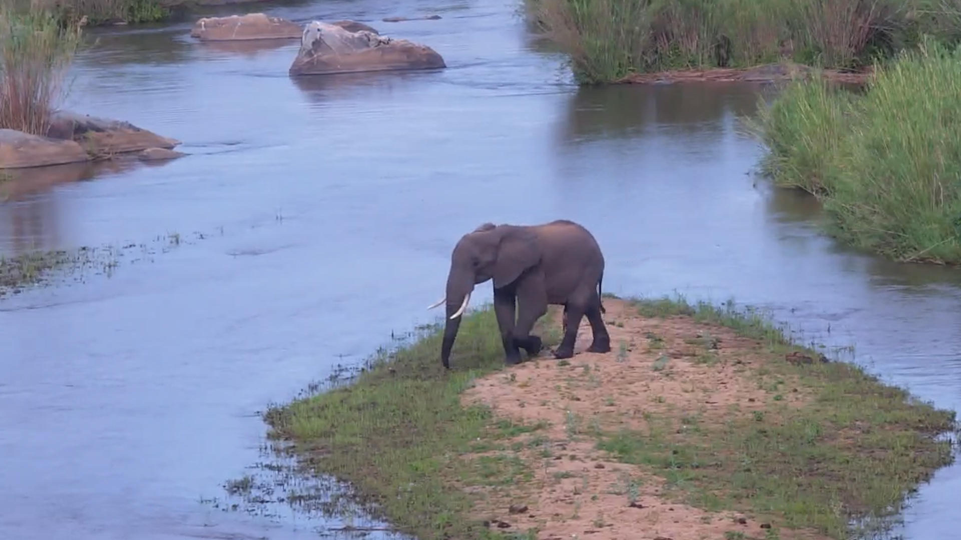 Elephants Walk Through the Sabie River