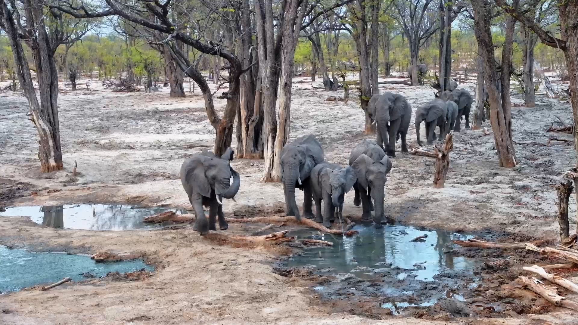 Elephant Herd Heads to the Well