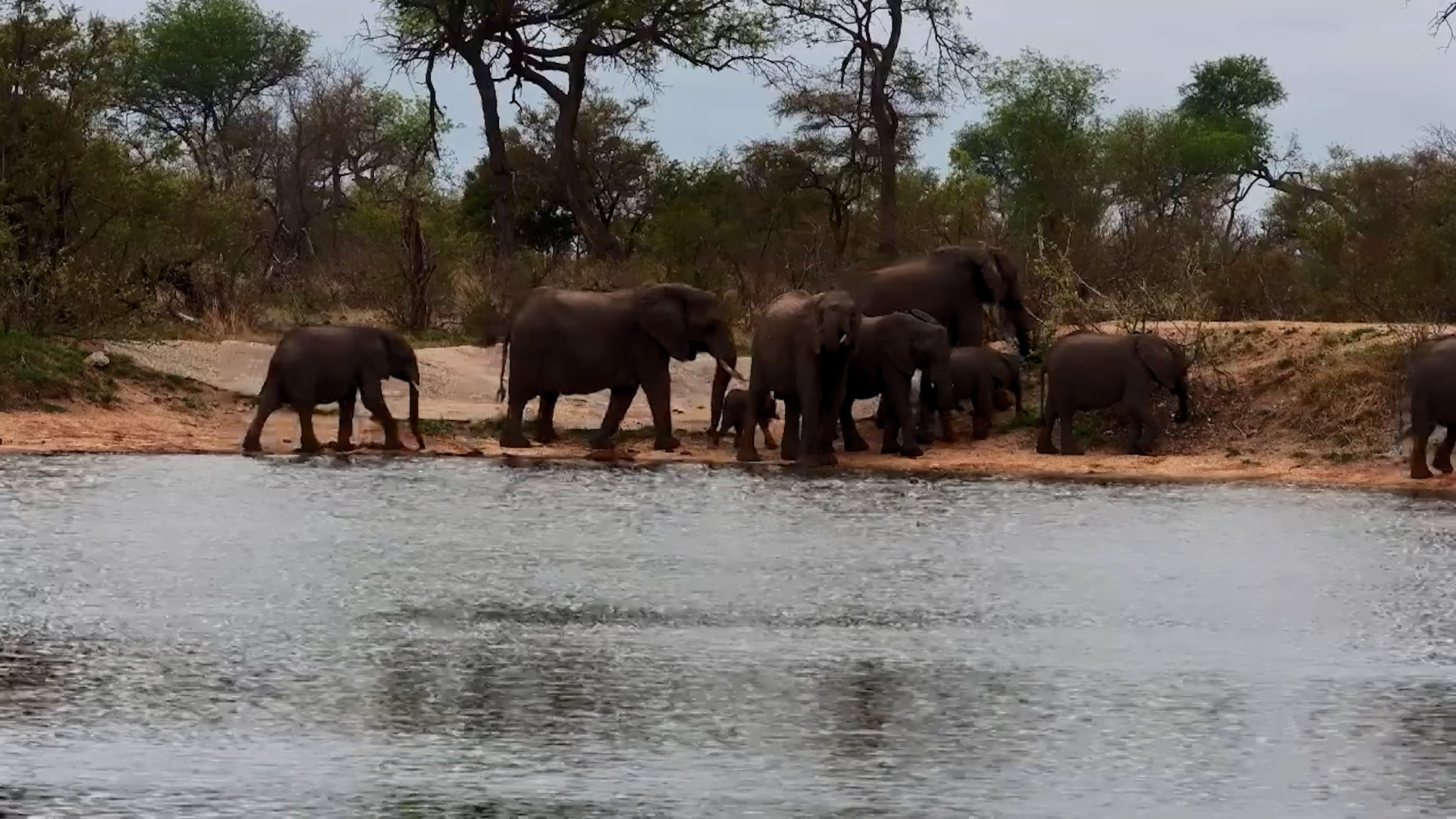 Elephant Herd Enjoys a Drink at Simbavati
