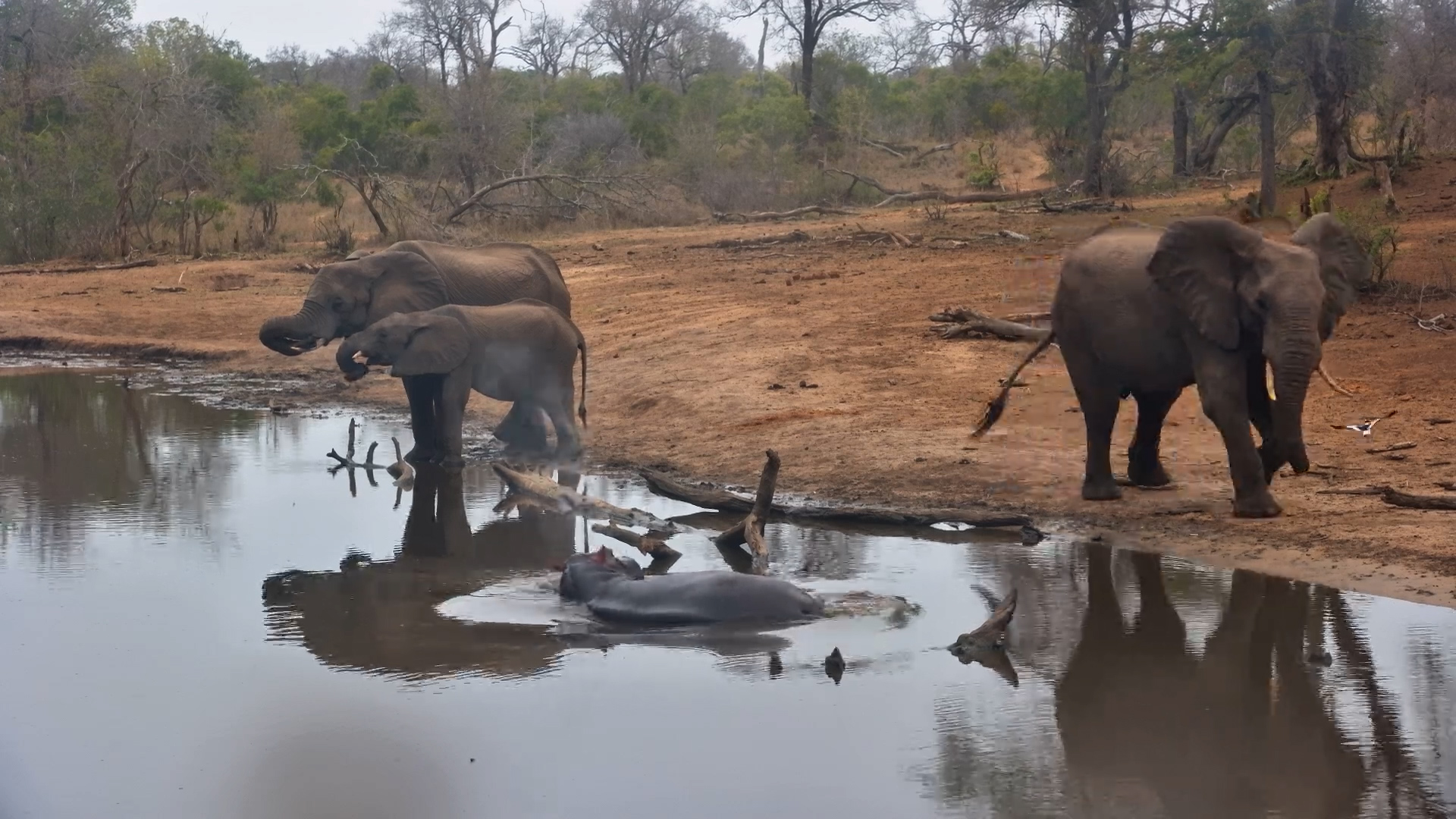 Hippo Keeping an Eye on the Elephants