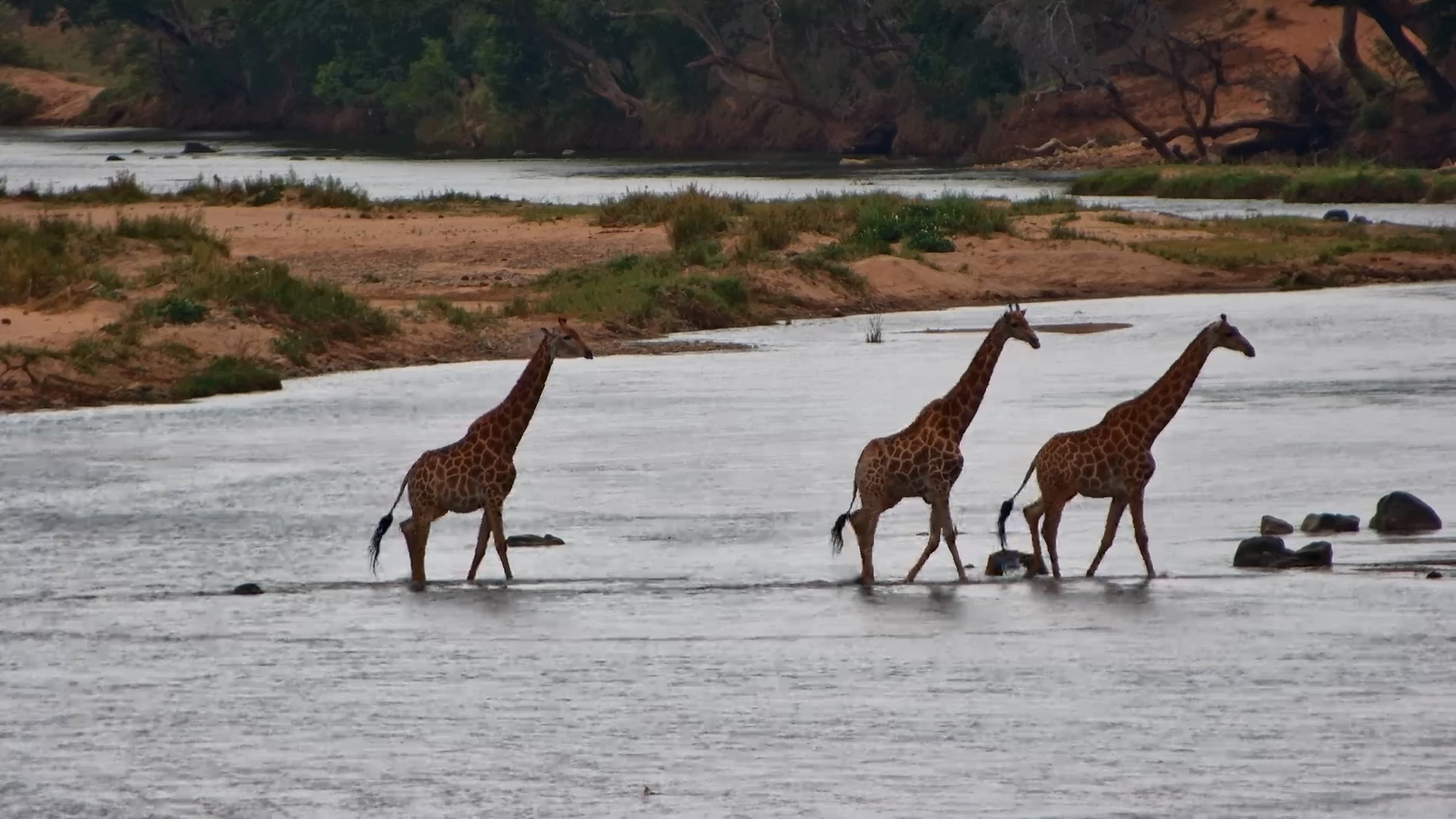 Careful Giraffes Walk Across the River