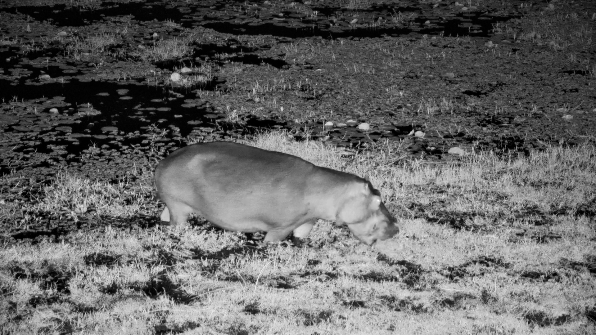 Hippo Munches on Grass Below the Camera