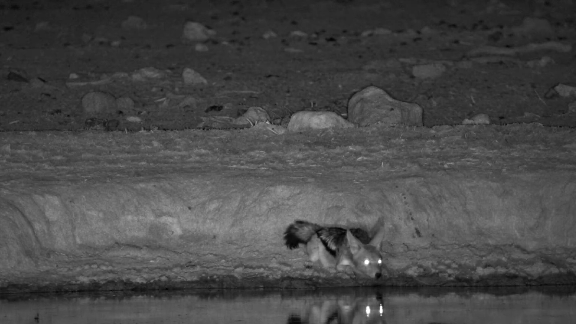 Nervous Sipper | Jackal Drinks at Safarihoek After Dark