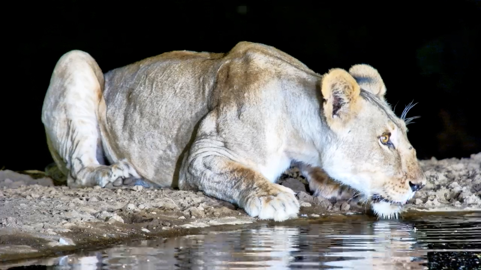 Lioness Drinks While Frogs Chorus