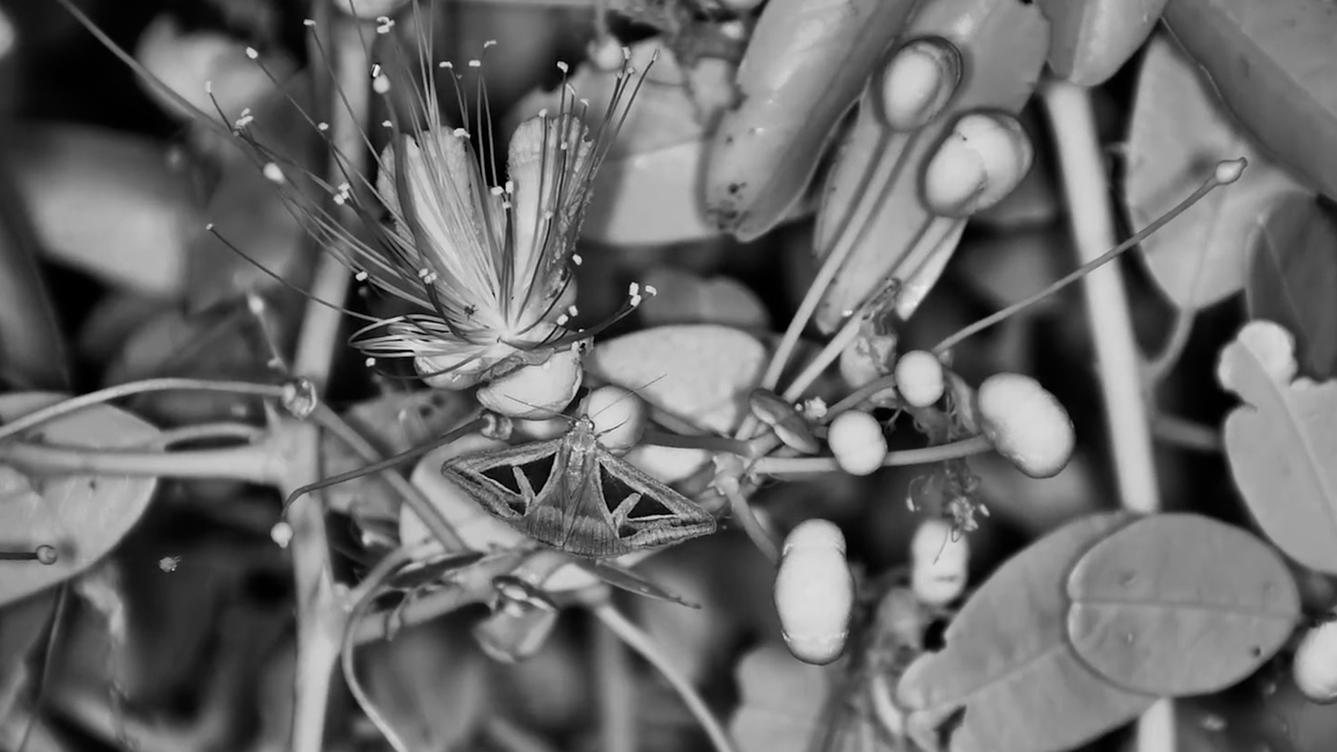Delicate Nightlife | Triangle Moth on a Bloom