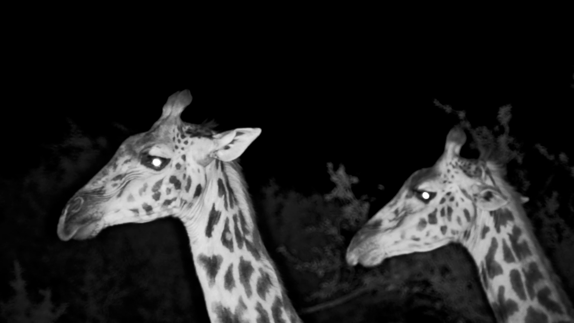 Giraffes Pause at the Waterhole