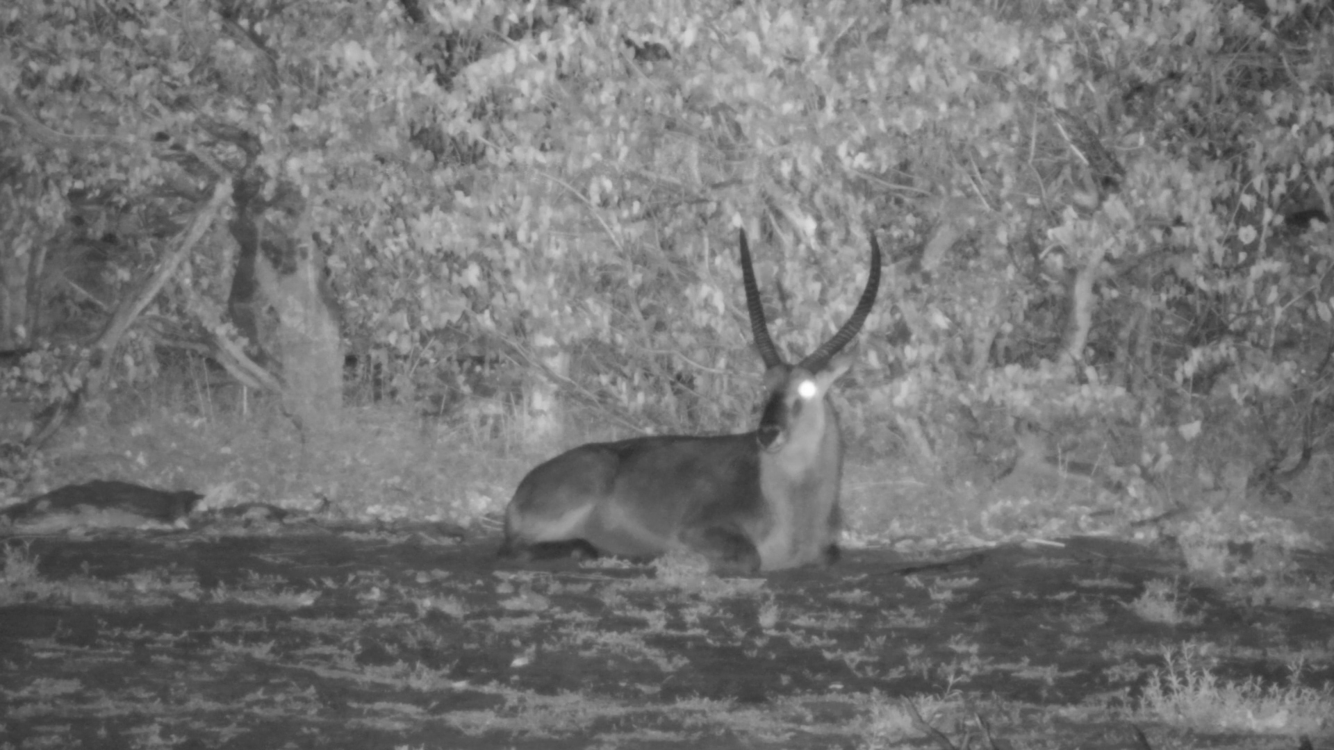 Waterbuck Bull Sits and Listens