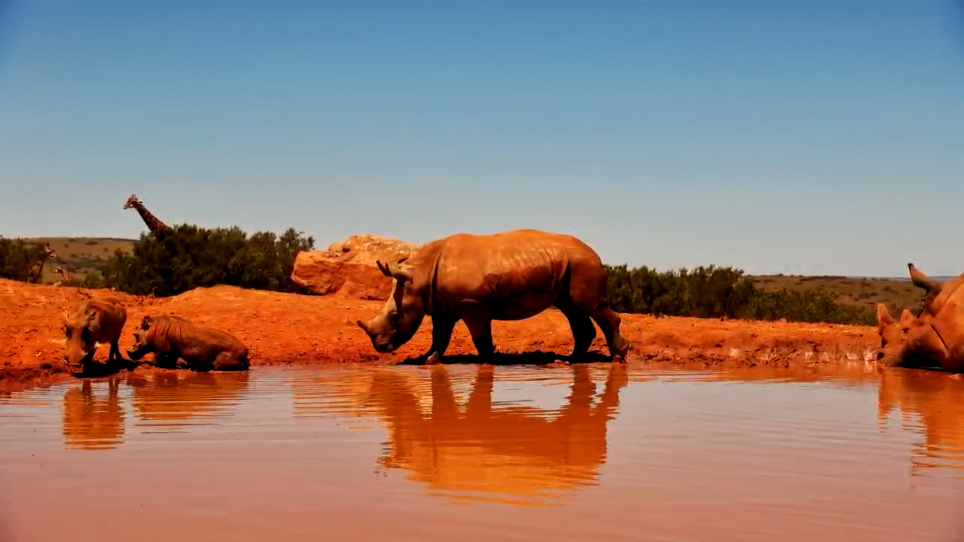 Rhino Calf Investigates Warthogs