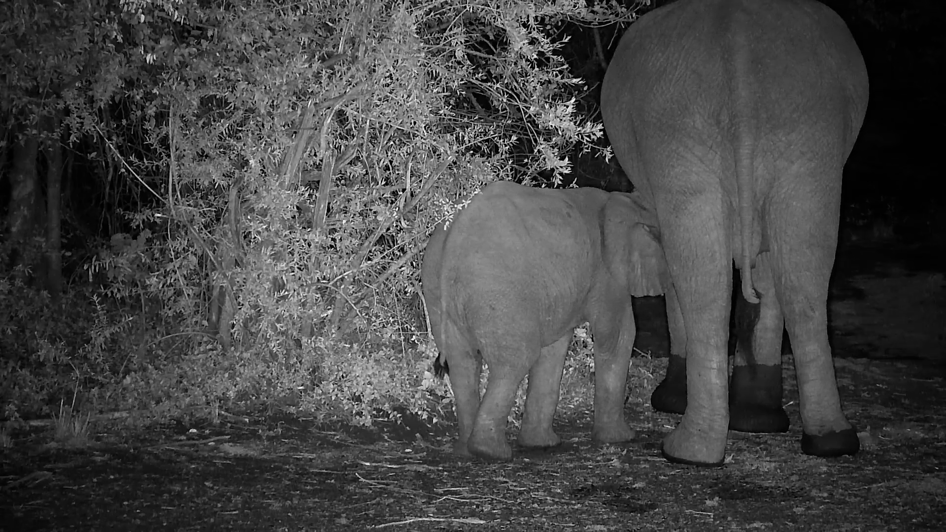 After Dark at Kwa Maritane | Elephant Herd at the Waterhole
