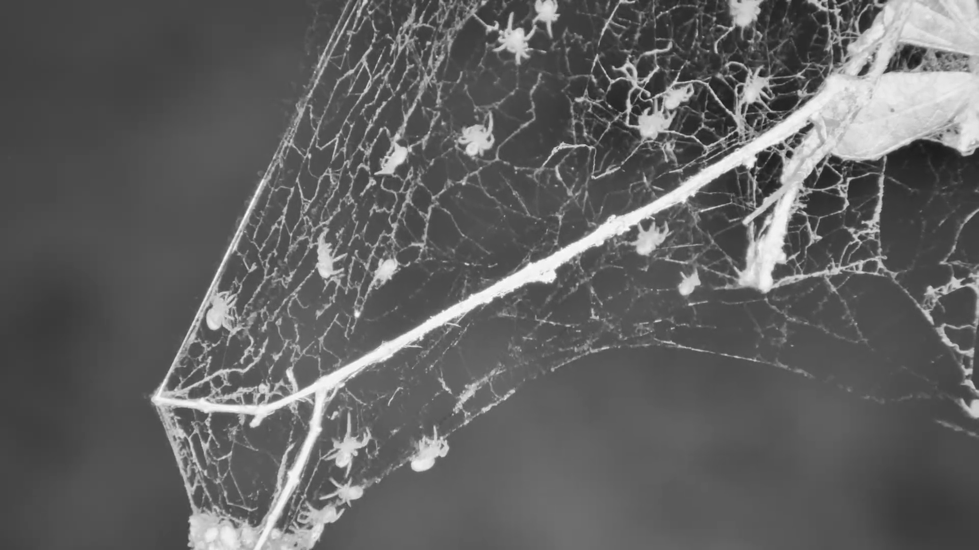 Community Spiders on Their Web