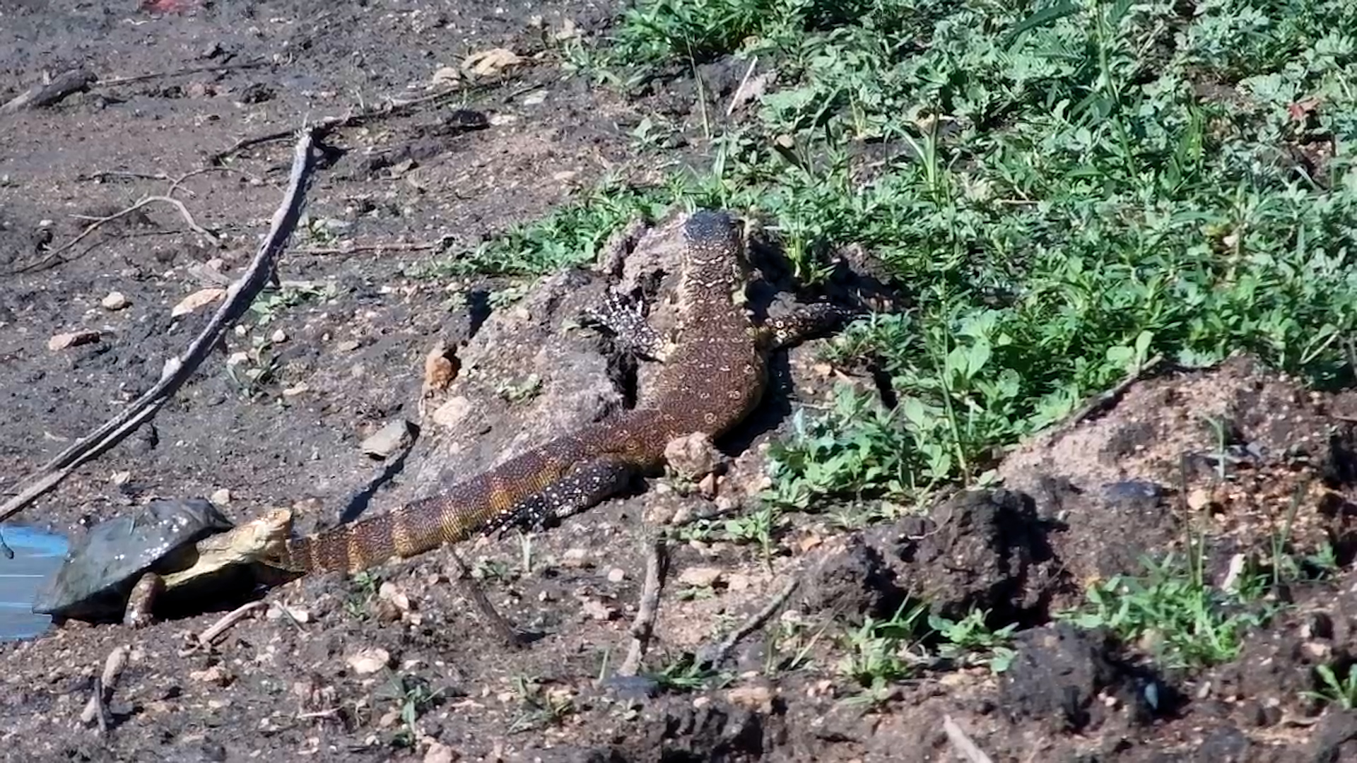 Terrapin Joins Nile Monitor