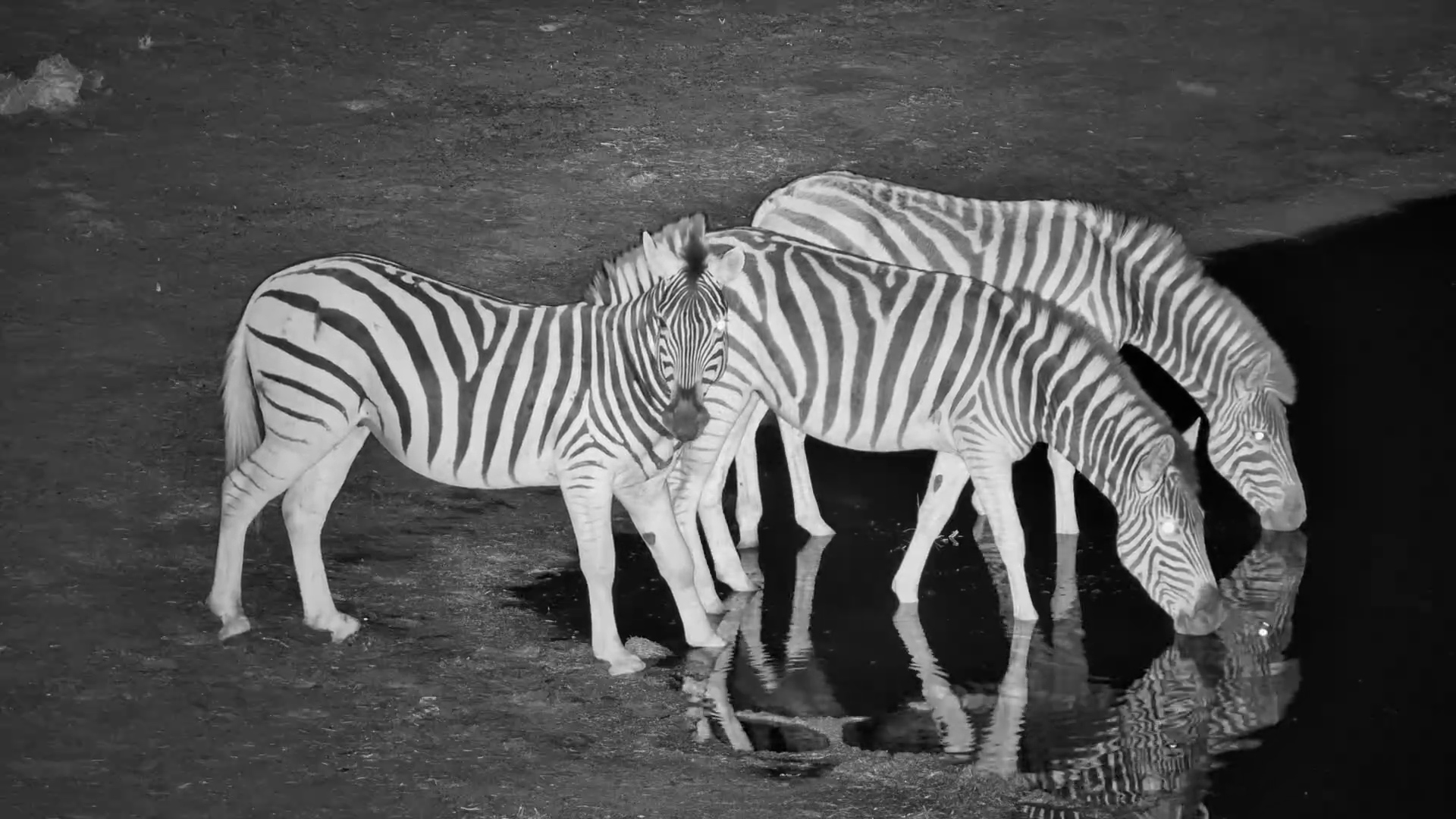 Zebras After Dark | Quiet Drinks at the Waterhole