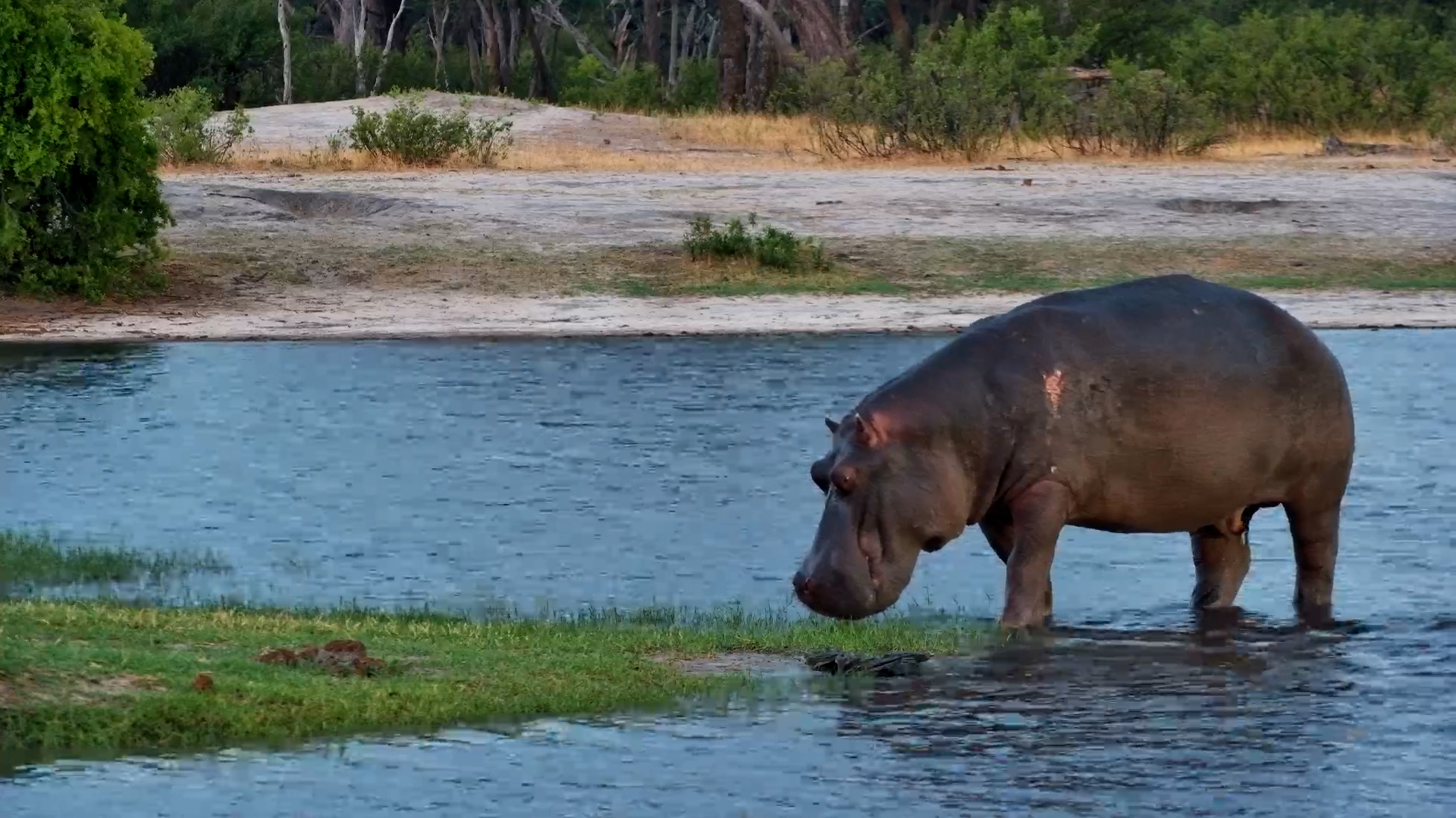Hippo vs. Thunderstorm | Moto Moto Gets Spooked!