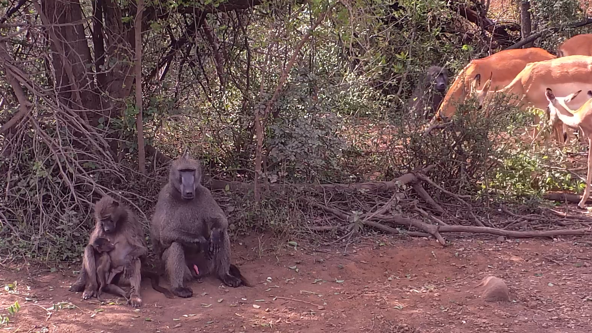Parenting is Hard | Baboon Family at the Waterhole