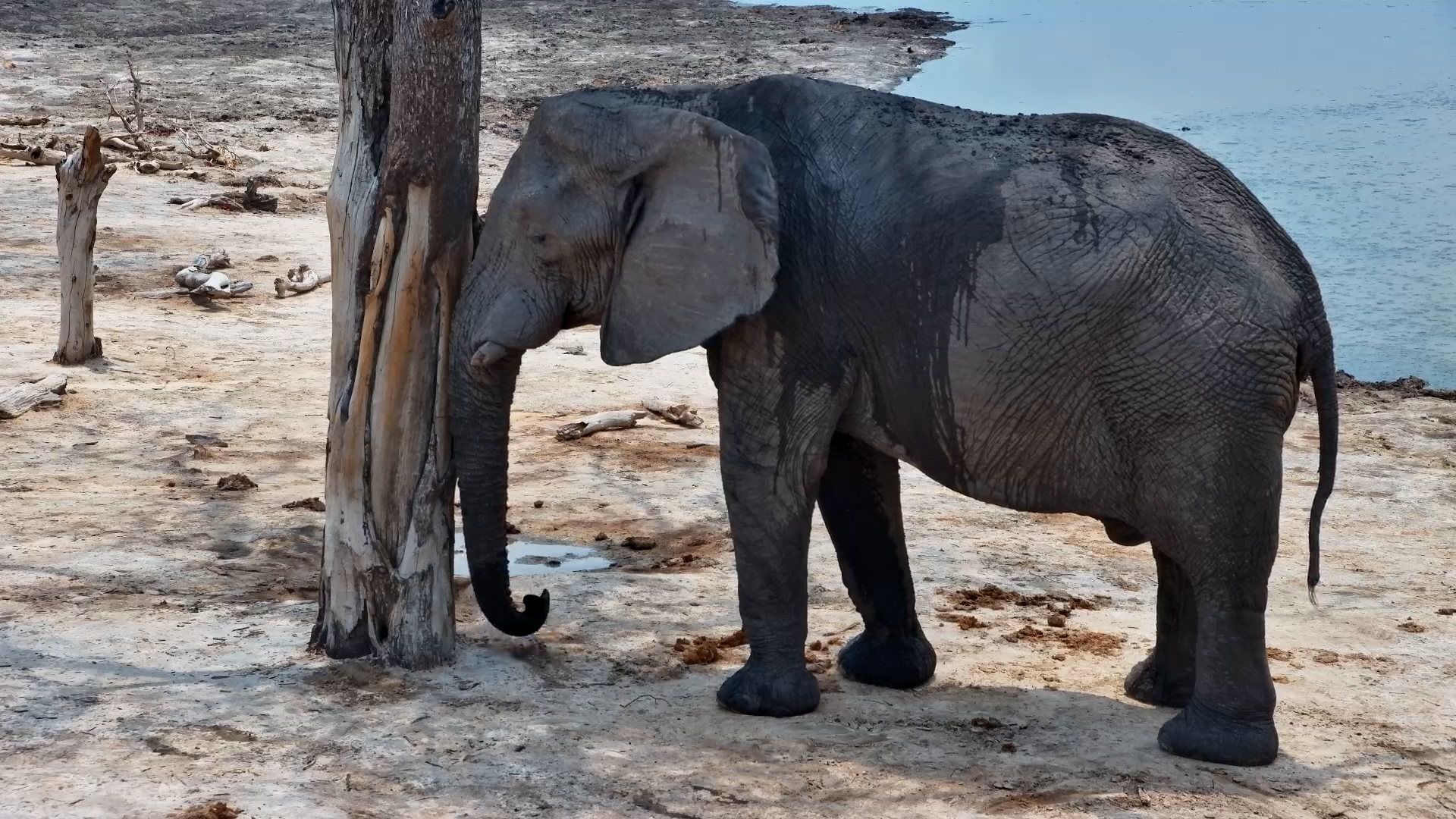 Elephants Relax at Elephant Pan