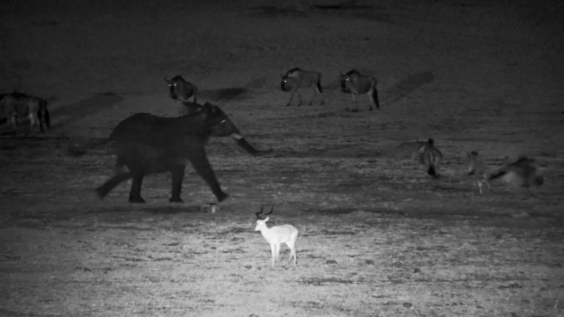 Nightlife at the Waterhole | Elephants, Wildebeest & Impala