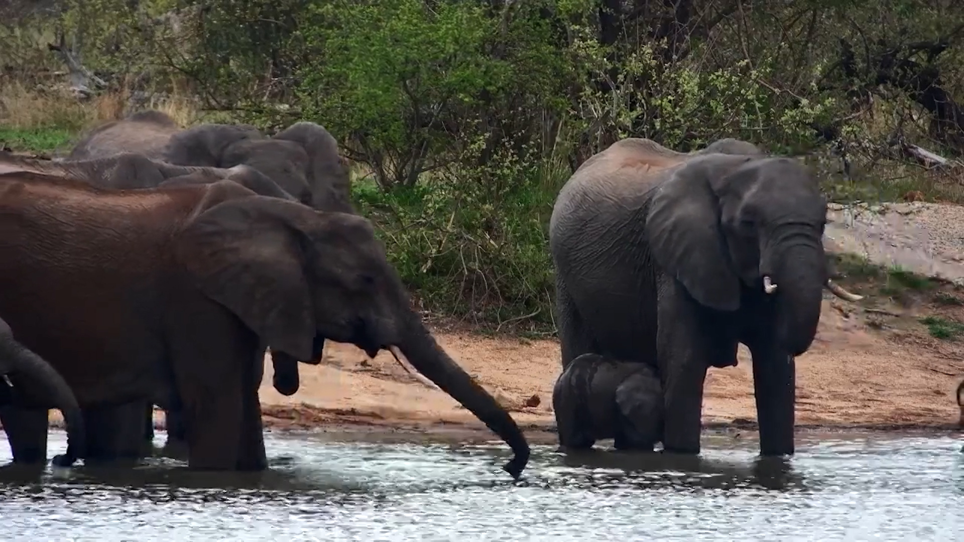 Cutest Drinker in the Herd