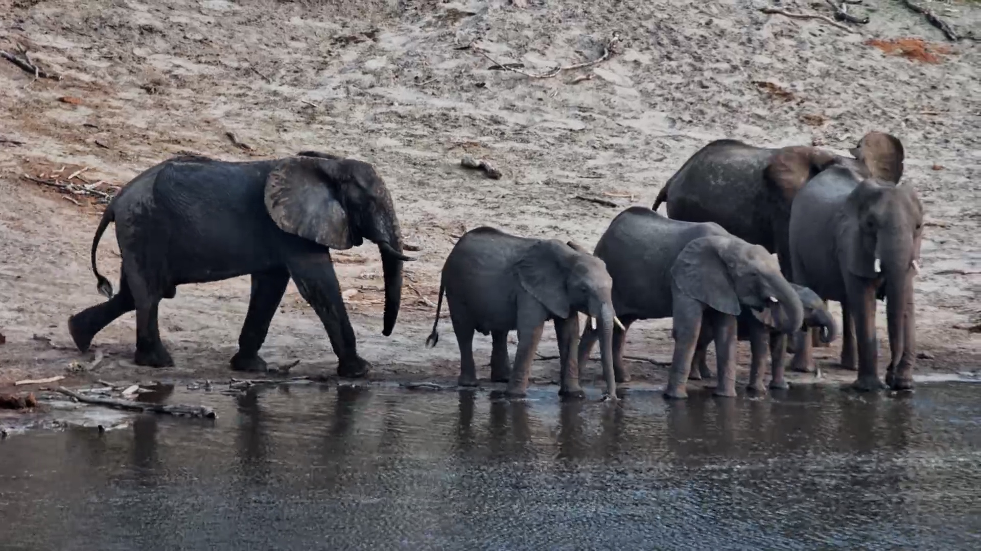 Elephants Drinking at Camelthorn