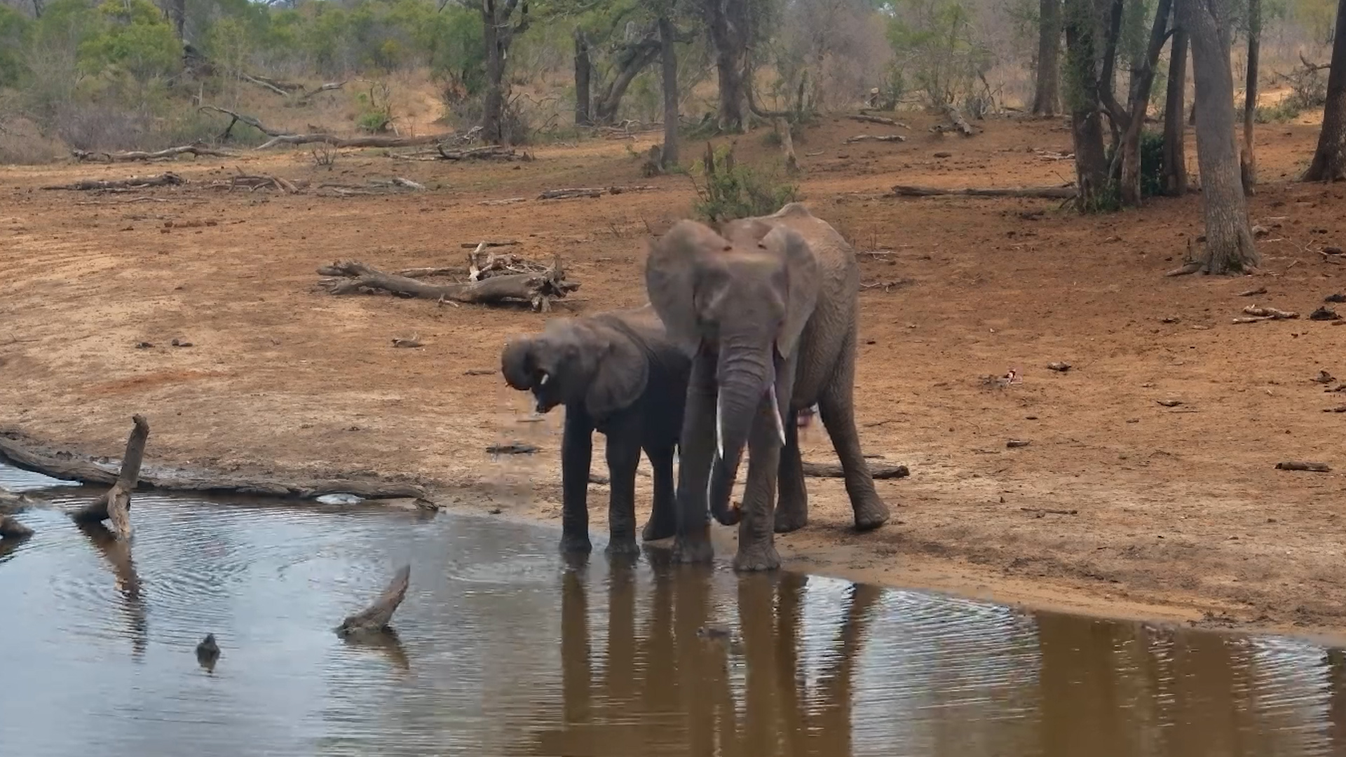 Elephants Enjoy a Calm Drink