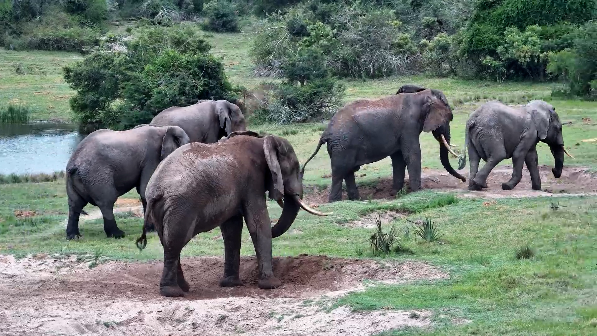 Elephants Sparring at Tembe