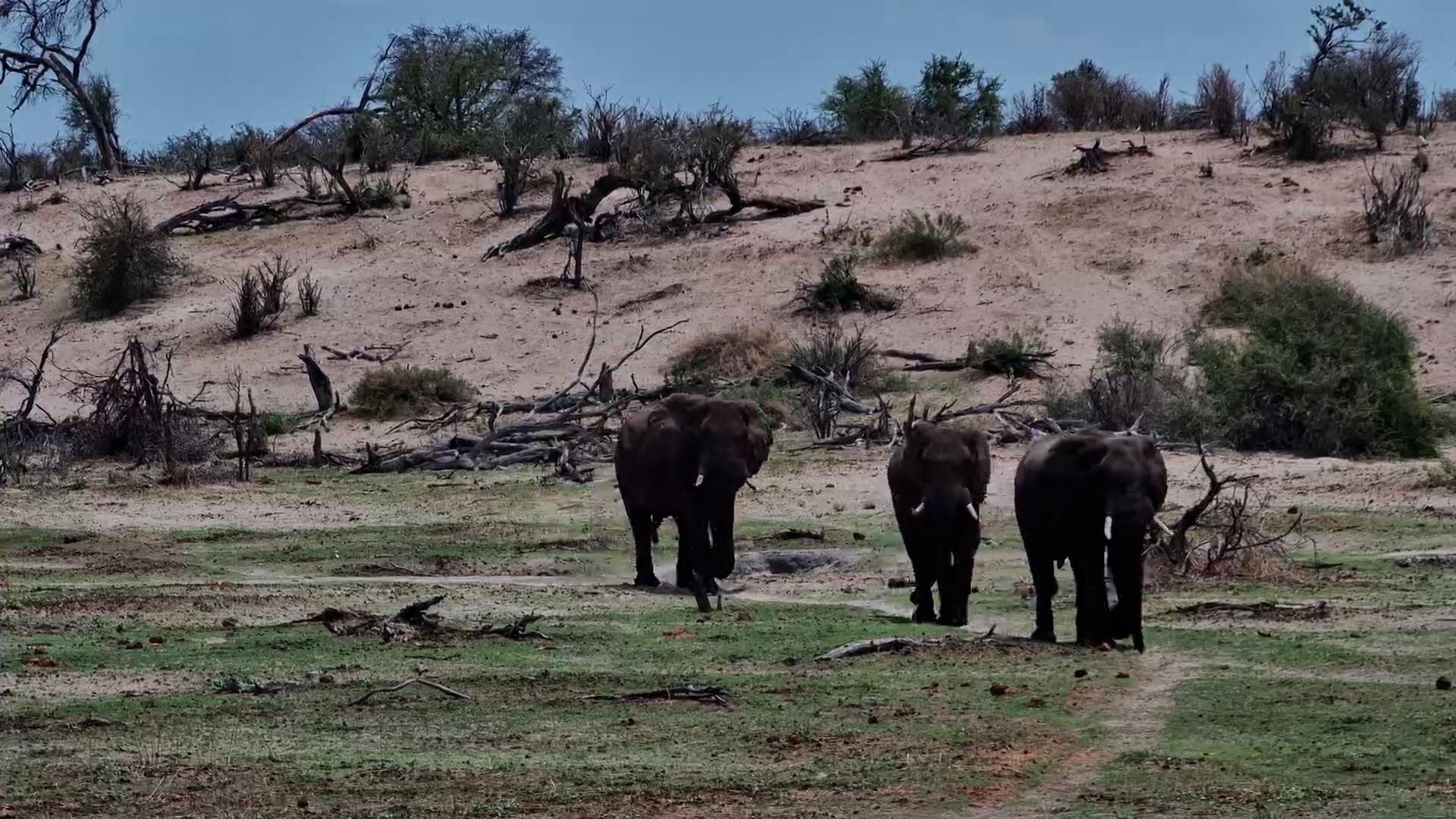 Elephants Head to Fresh Water at Moela