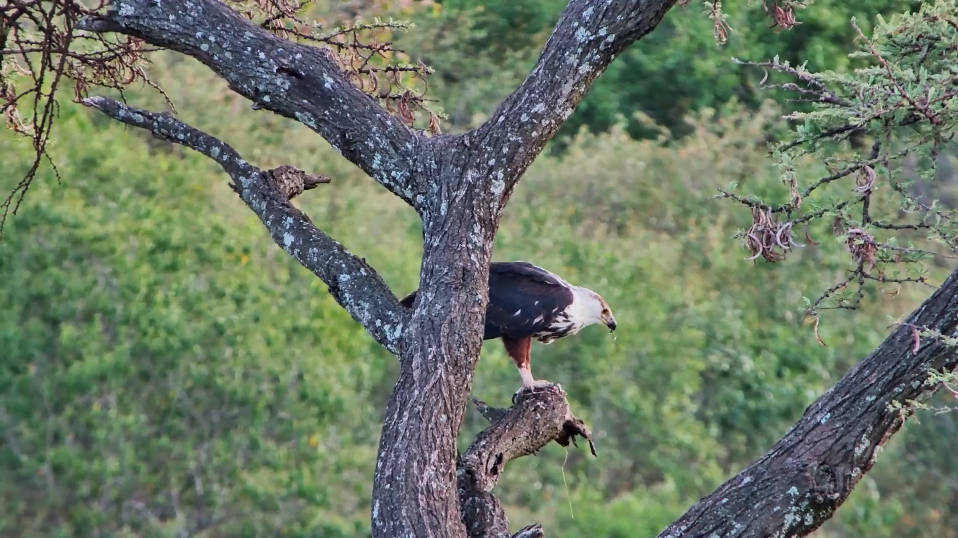 Two Fish Eagles Perched, One Eating