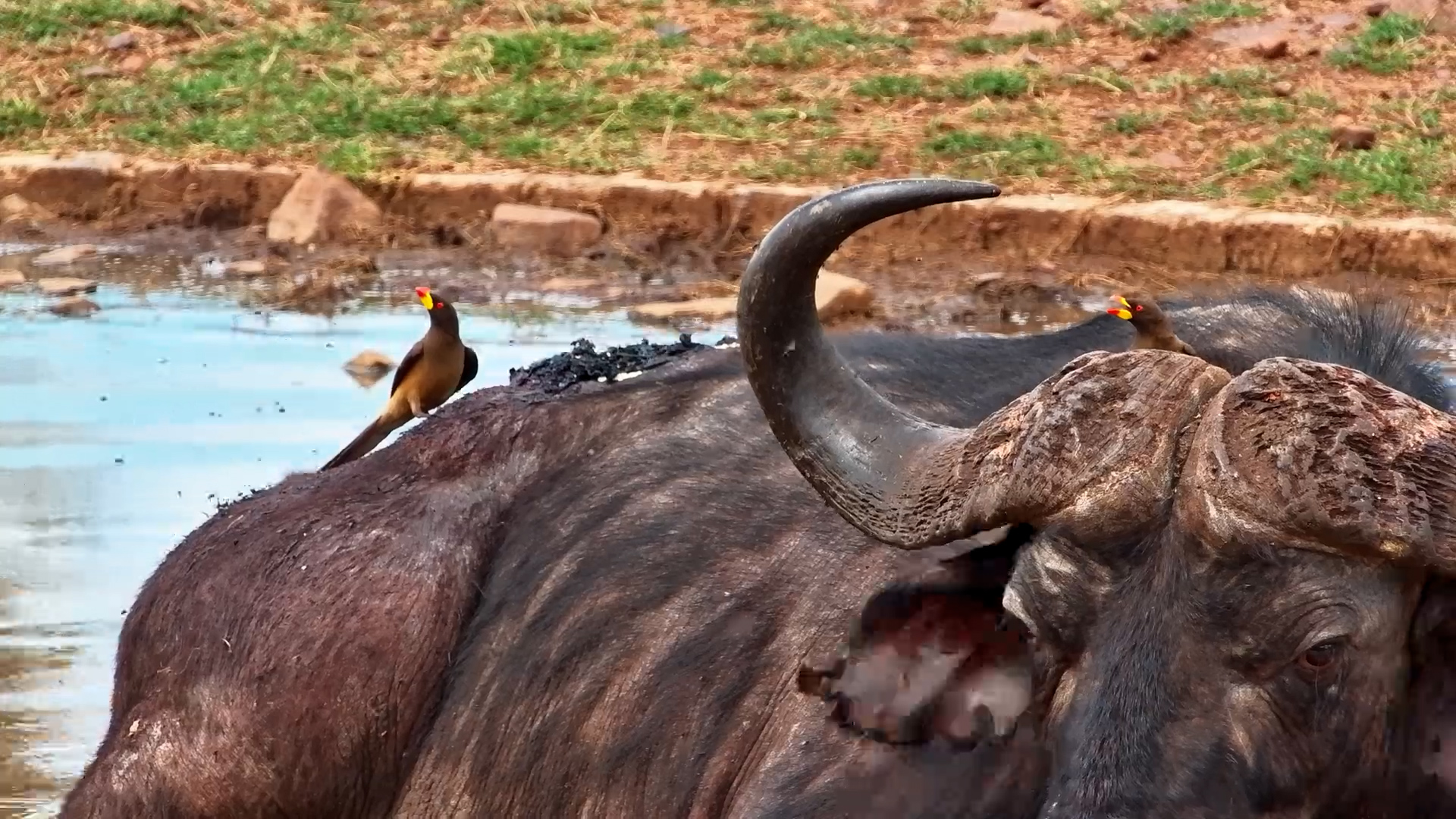 Buffalo’s Bird Buddies | Oxpeckers in Action