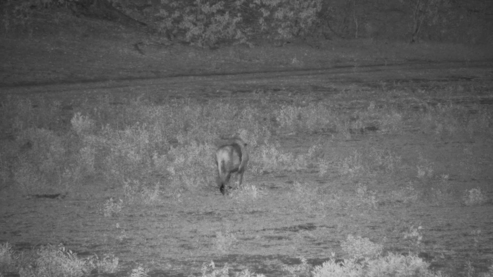 Lion Patrols The Basin