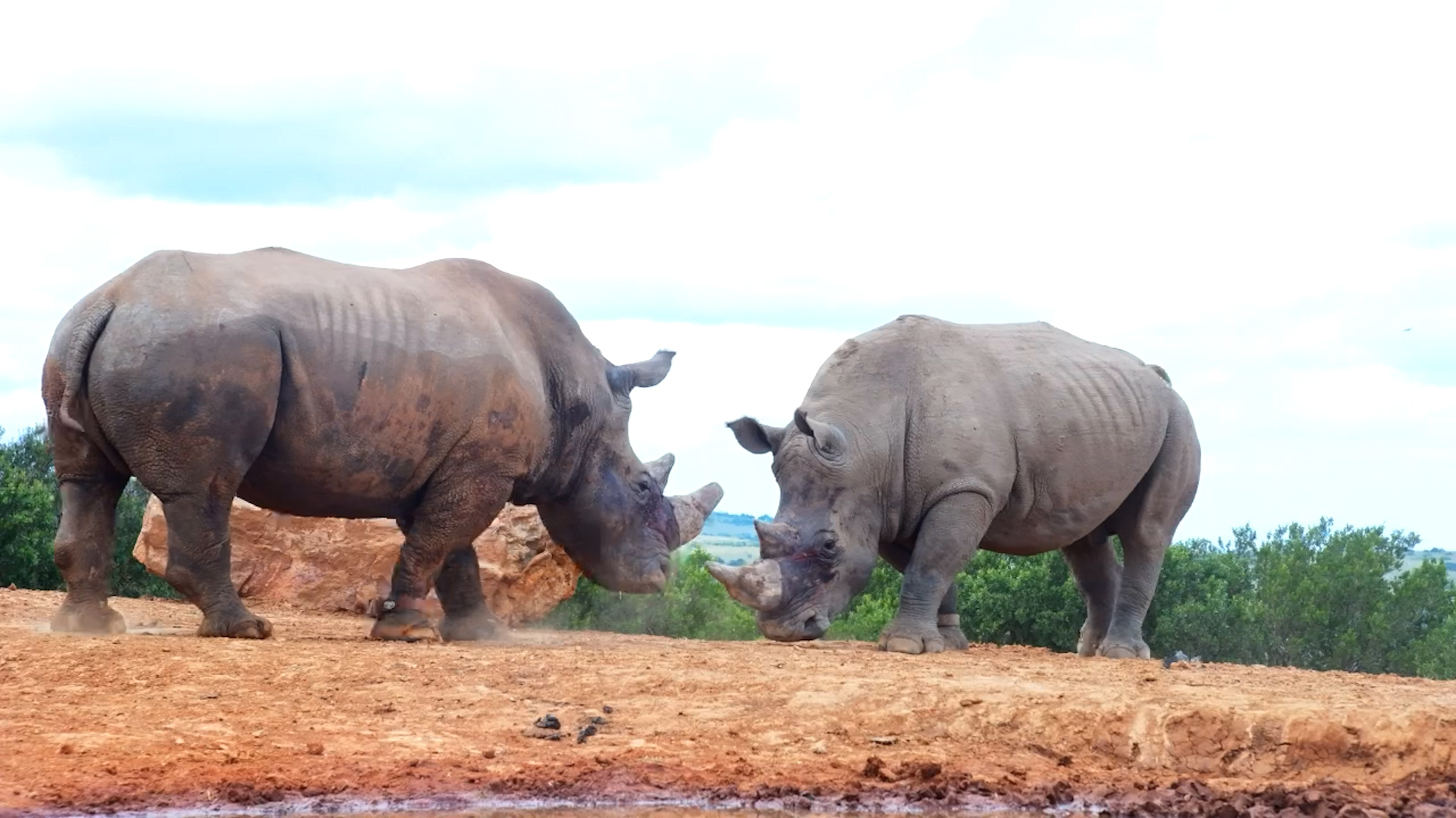 Injured Rhino Faces Off