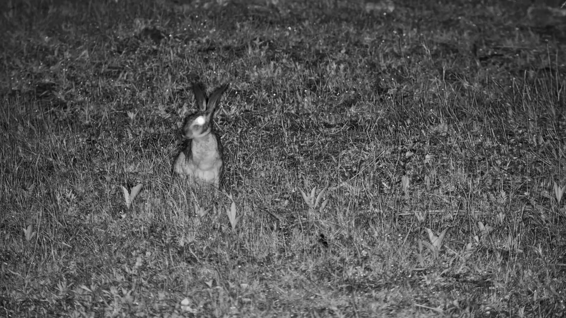Scrub Hare Feeding in the Dark