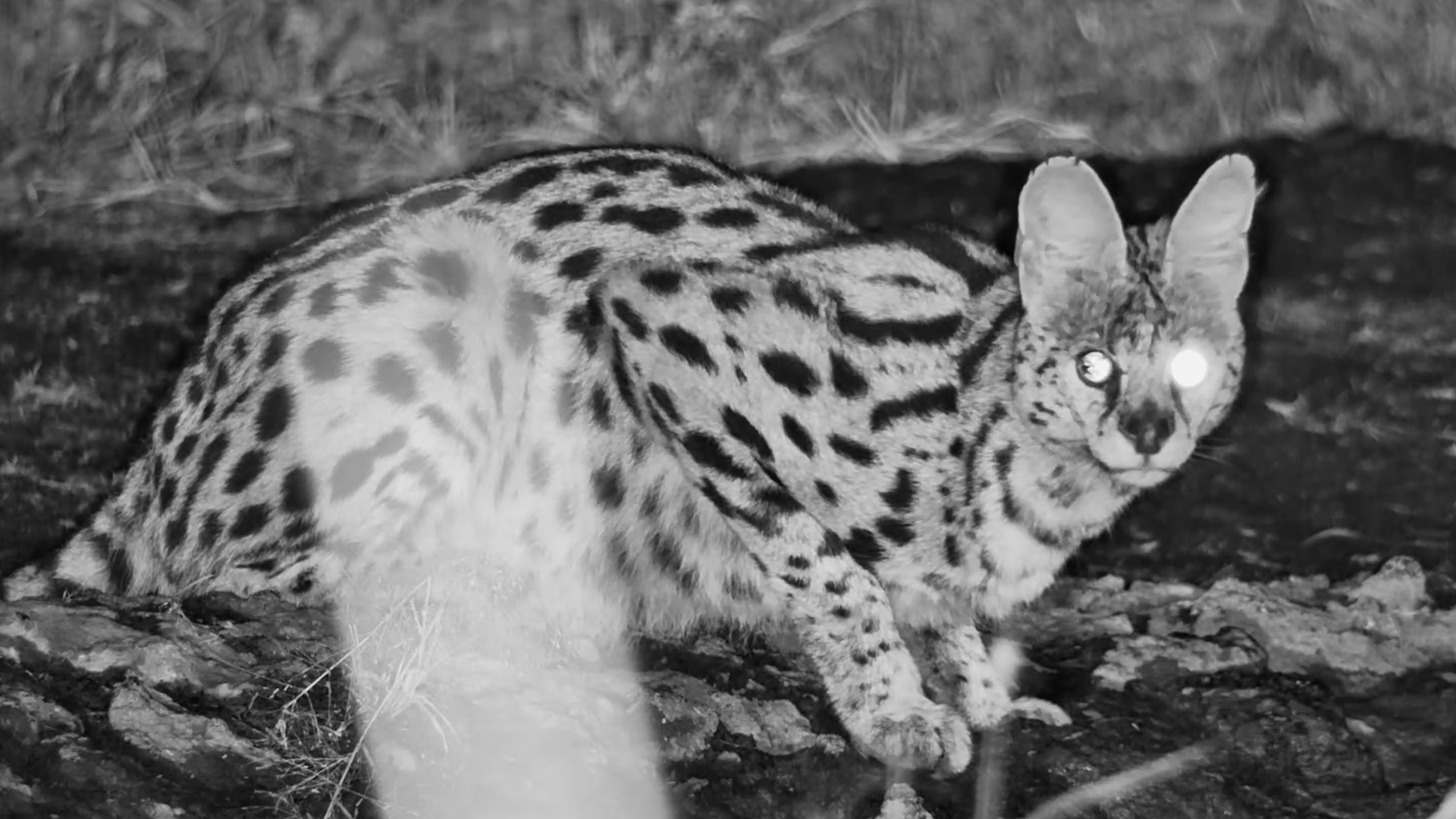 This Serval’s Story Is Written in Its Eyes