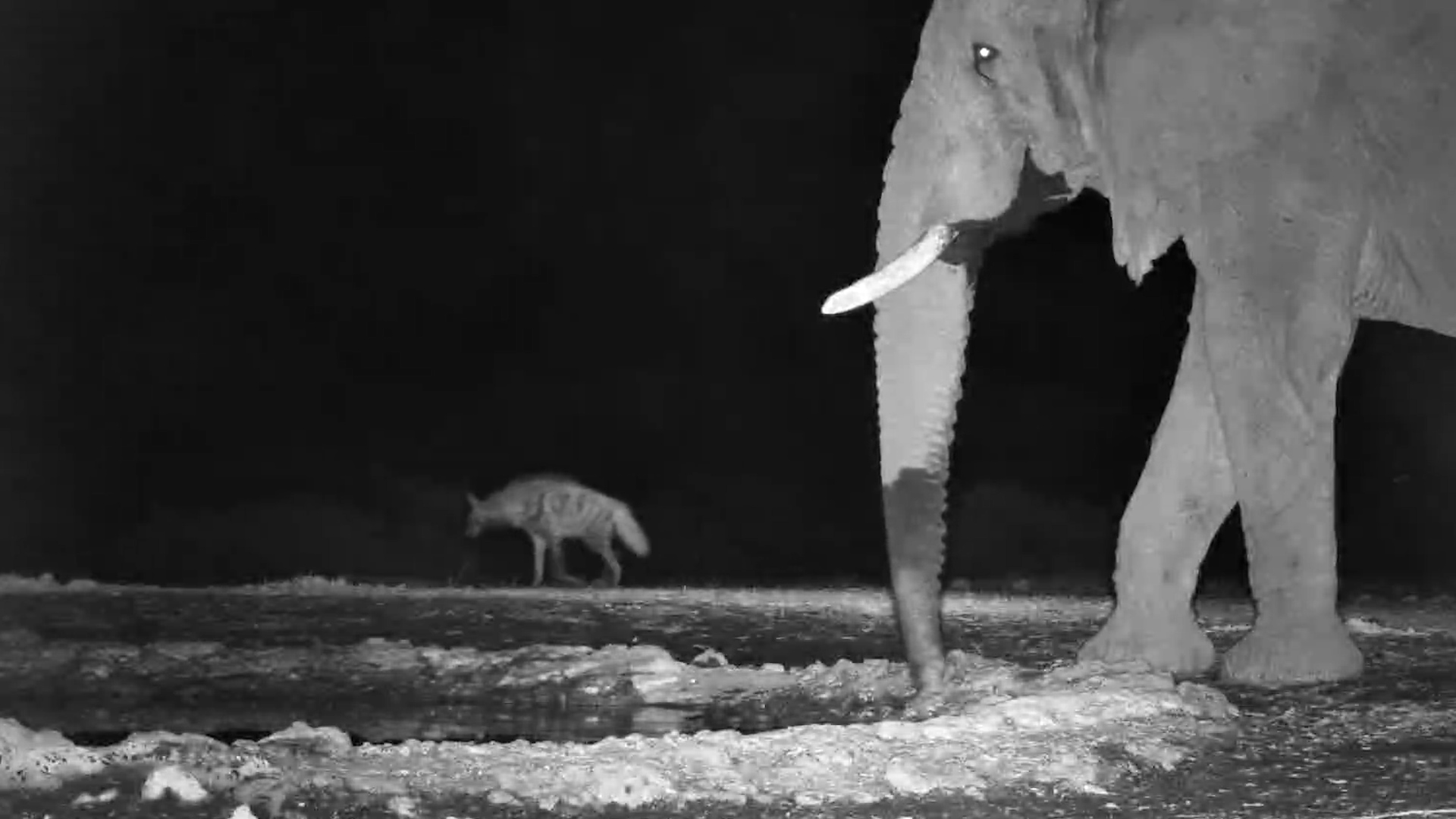 Striped Hyena Interrupted by Elephant