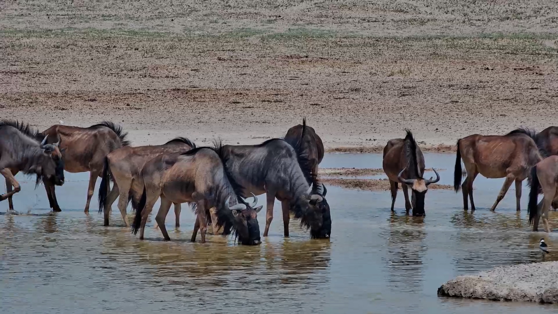 Thirsty Visitors | Wildebeest Gather at Jack’s Camp
