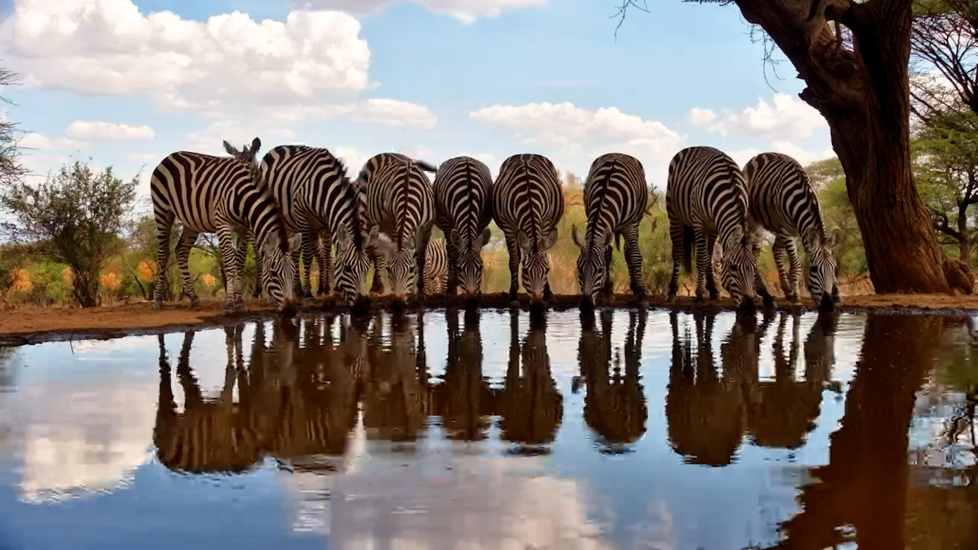 Zebras Lined Up to Drink