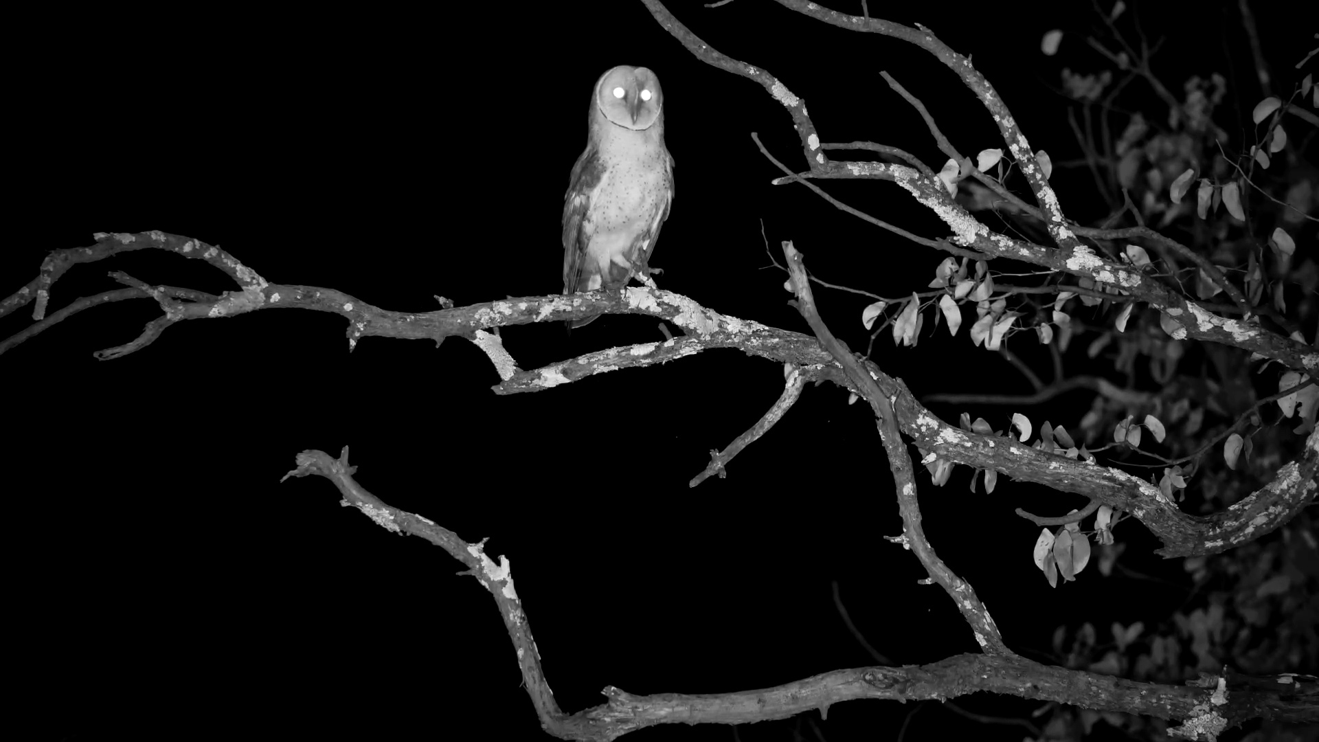 A Barn Owl's Midnight Watch