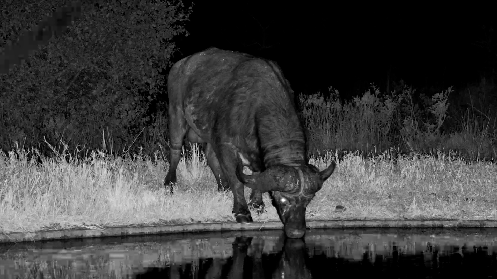 The Buffalo Who Refuses to Give Up
