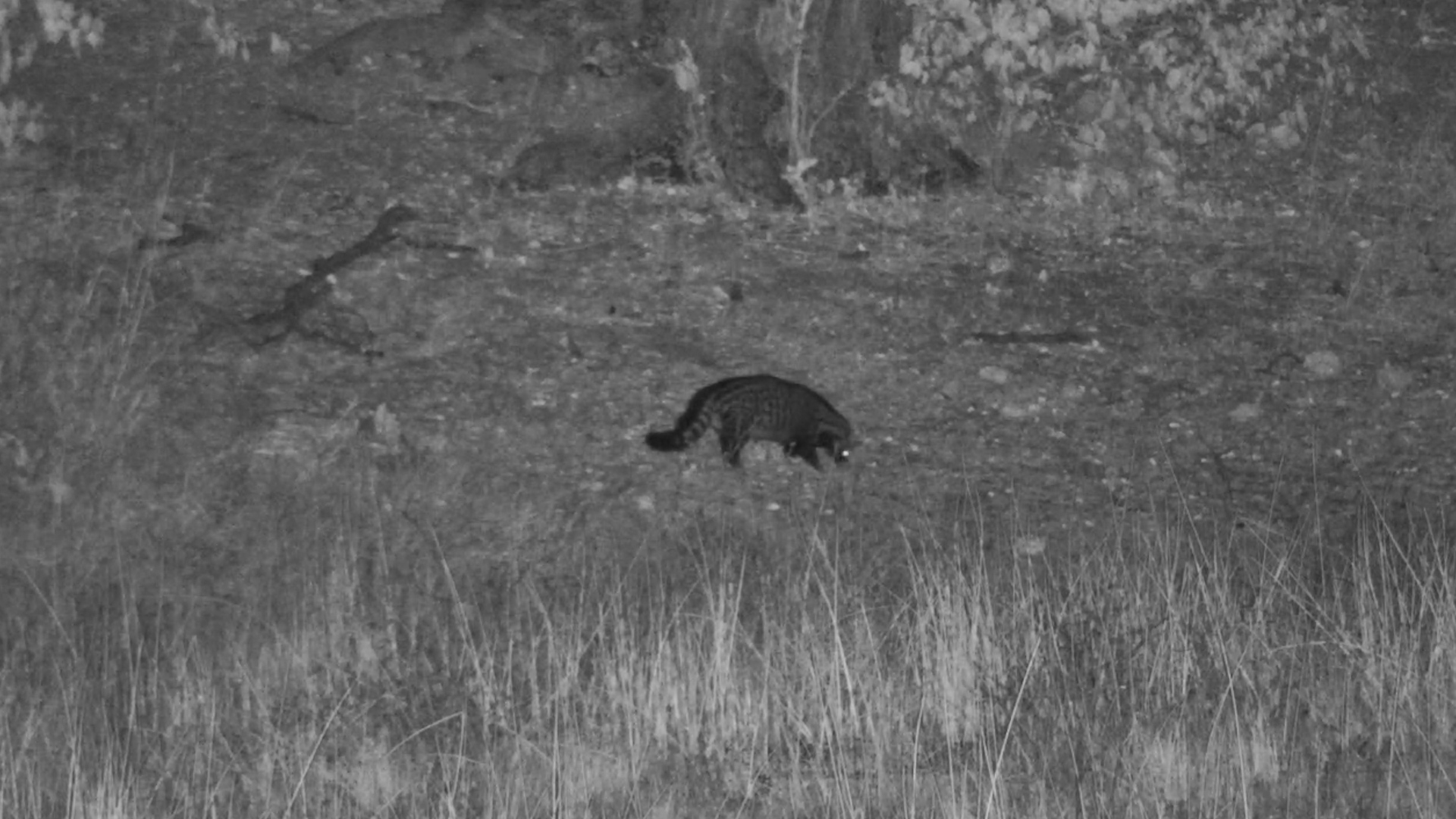 A Quiet Night With a Civet