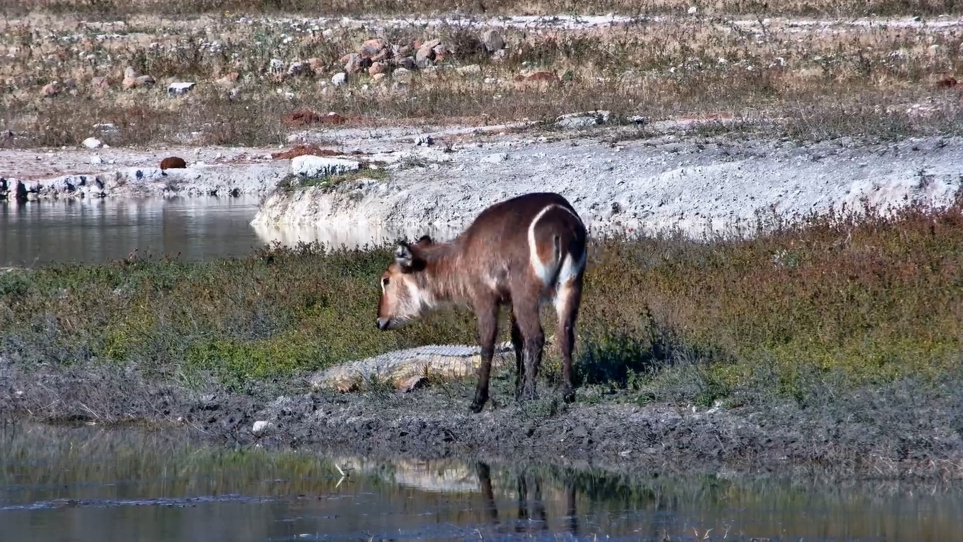 Did the Waterbuck See the Crocodile?