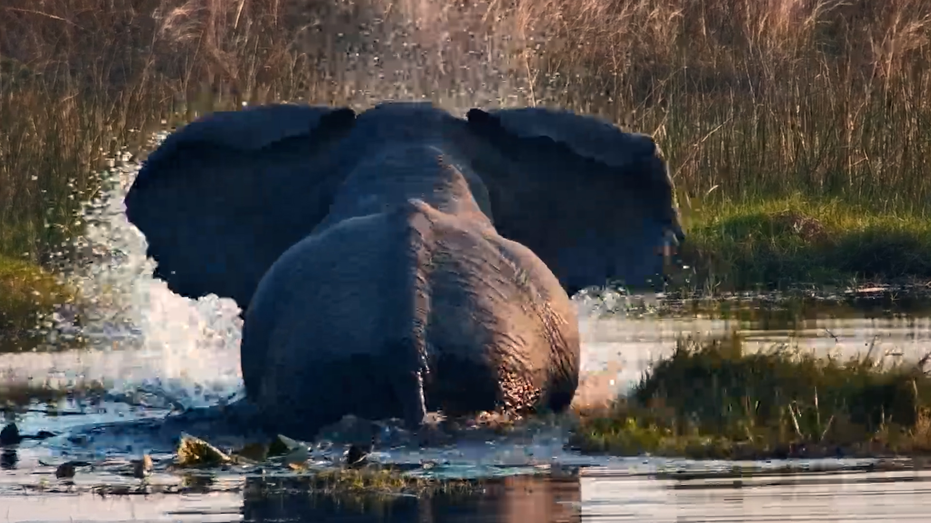 This Elephant Made Quite a Splash