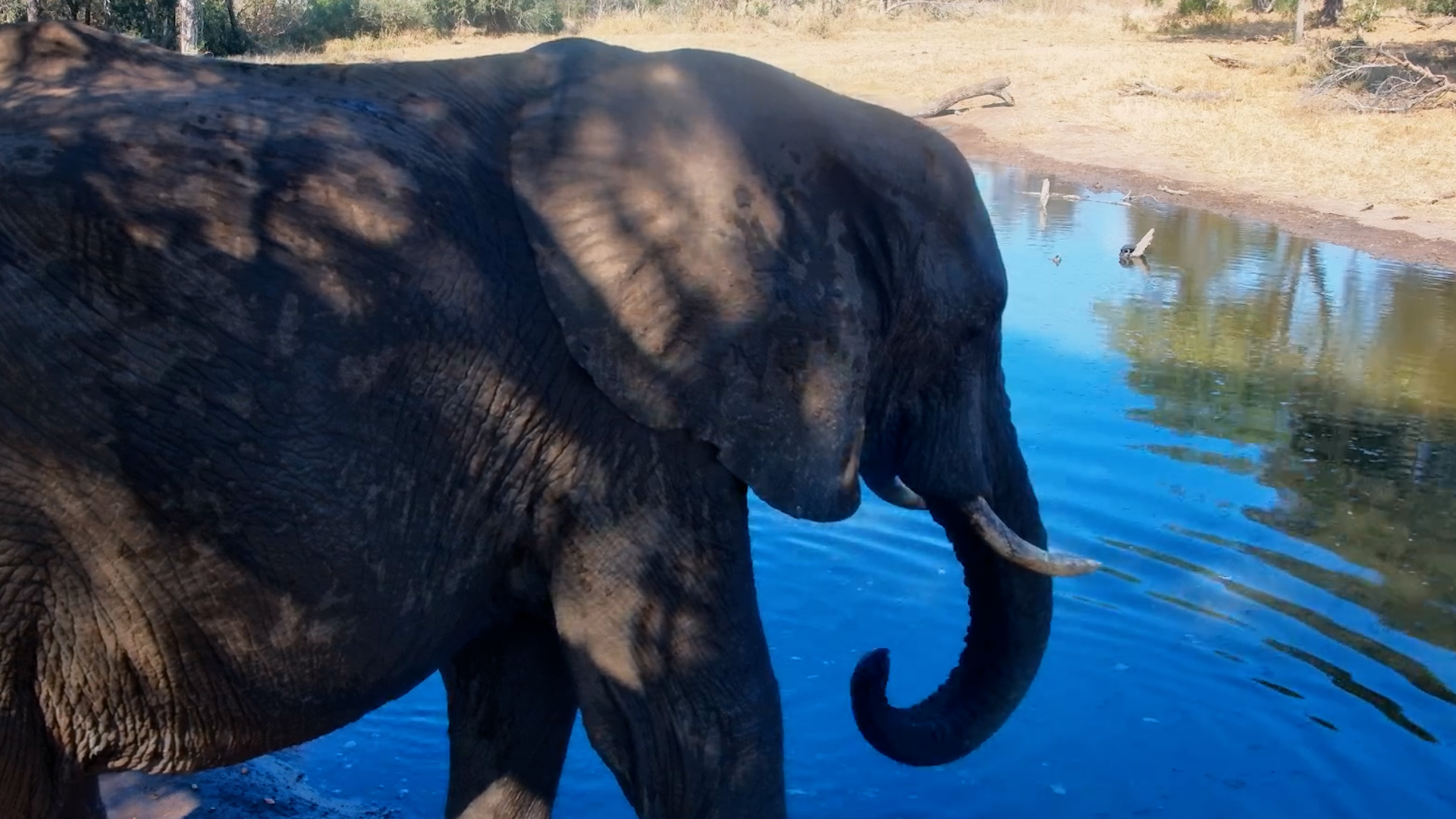 Front-Row Seat to an Elephant Drink
