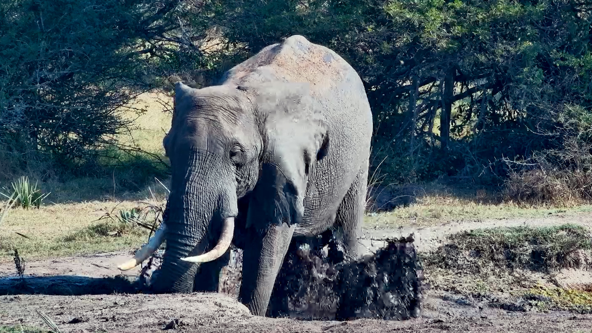 An Elephant's Perfect Spa Day