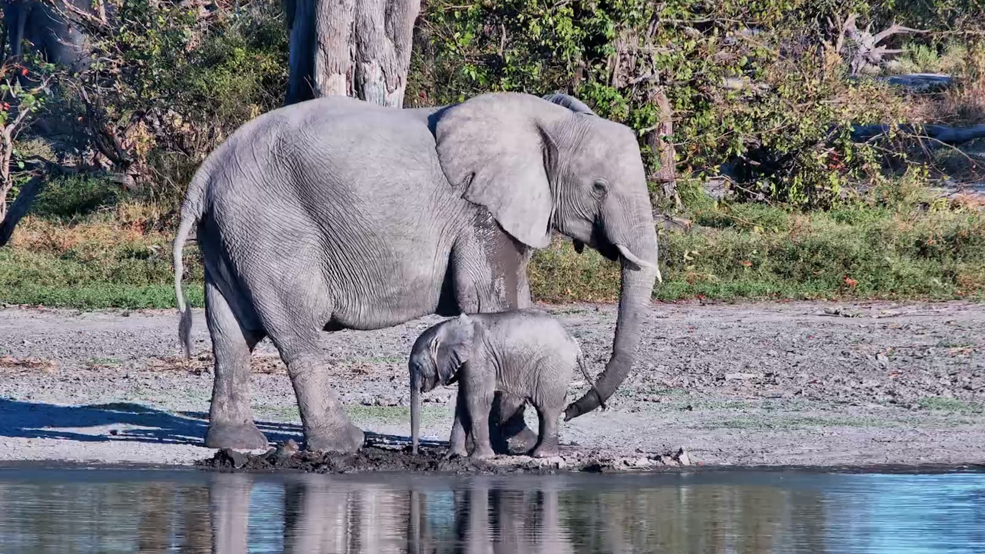 The Tiniest Visitor at the Waterhole
