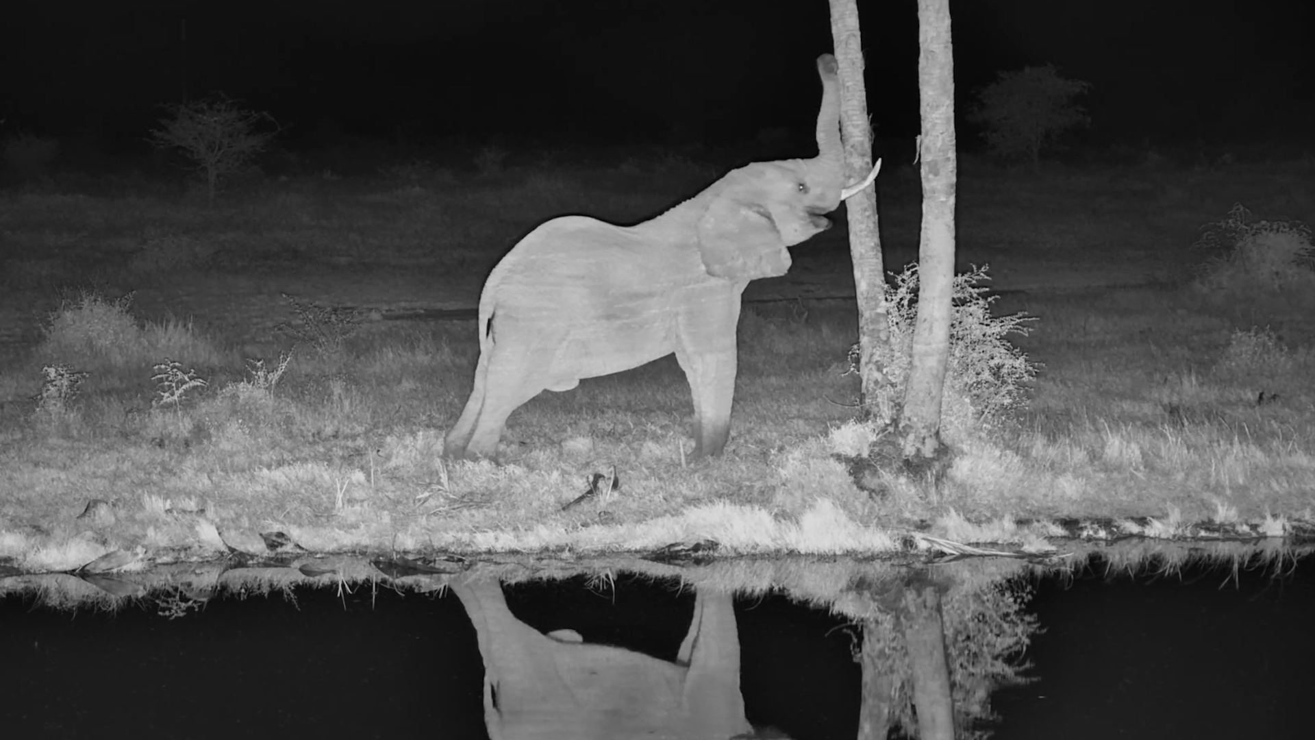 Just an Elephant and His Palm Tree