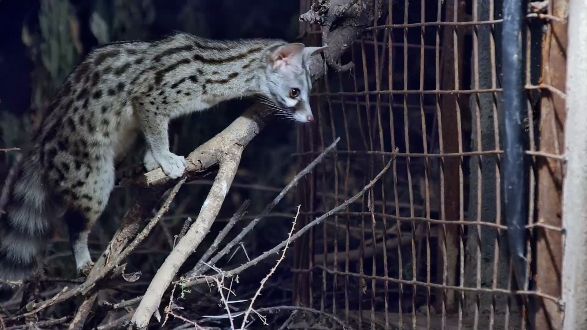 How Did That Genet Fit Through There?!